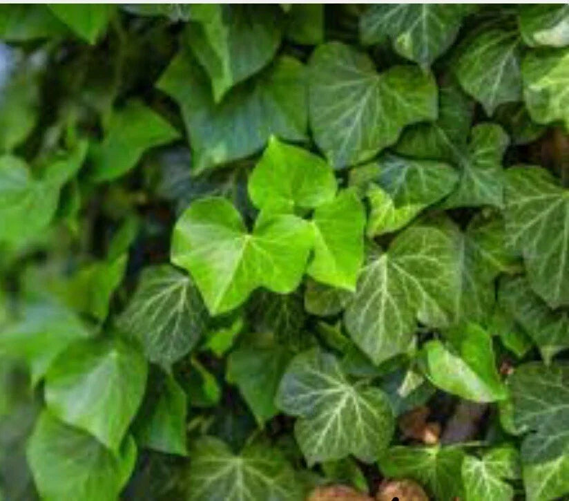 12 Live English Ivy Groundcover Plants - Bare Root Evergreen Hedera helix - Hardy Climbing Vine for Connecticut Gardens
