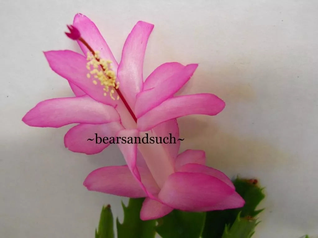 Schlumbergera Starter Plant - Thor Caroline - Christmas Cactus - Schlumbergera truncata - Holiday Blooming Houseplant