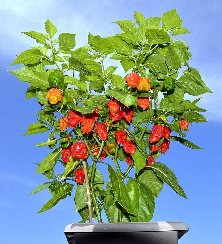 Carolina Reaper Pepper Plants Set of 2 - Live Starter Plants - Capsicum chinense - Hottest Pepper for Garden Enthusiasts