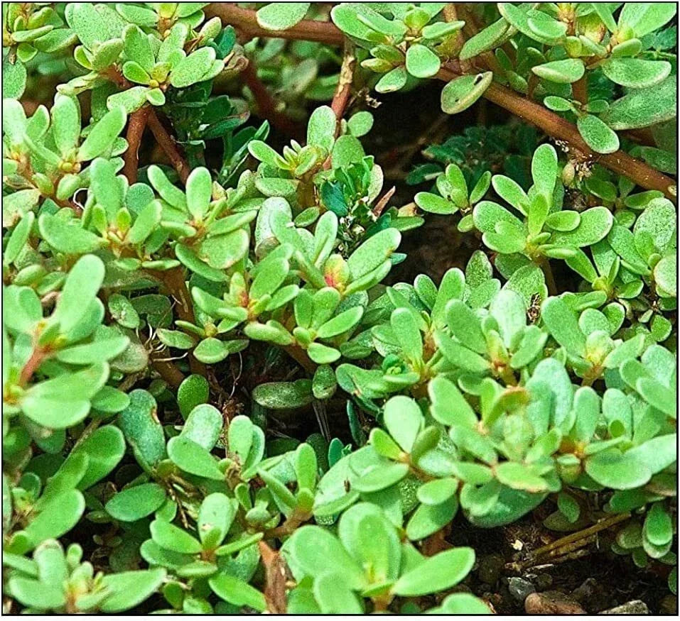 Purslane Seeds 500+ Non-GMO Green Portulaca oleracea for Garden, Salad & Cooking - Easy to Grow, Drought-Tolerant