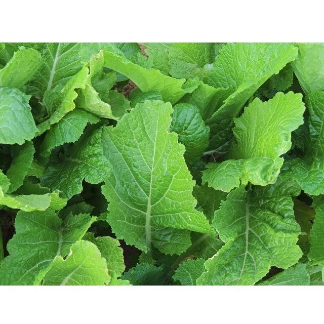 Florida Broadleaf Mustard Seeds | 2000 Non-GMO Heirloom | Brassica juncea | Ideal for Salads & Stir-Fries
