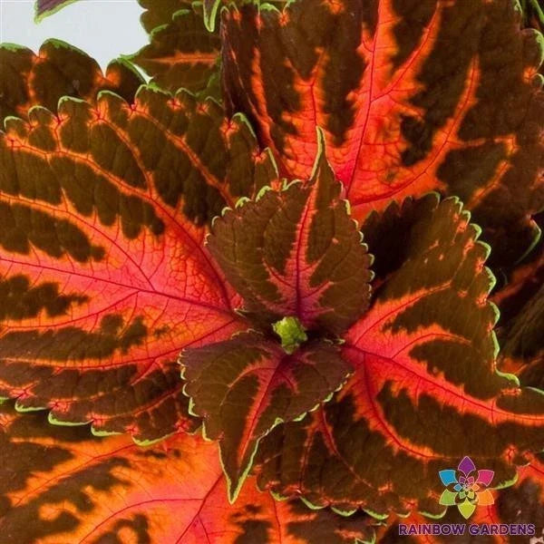Coleus Seeds - 25+ Superfine Rainbow Festive Dance - Plectranthus scutellarioides - Vibrant Colorful Foliage for Gardens
