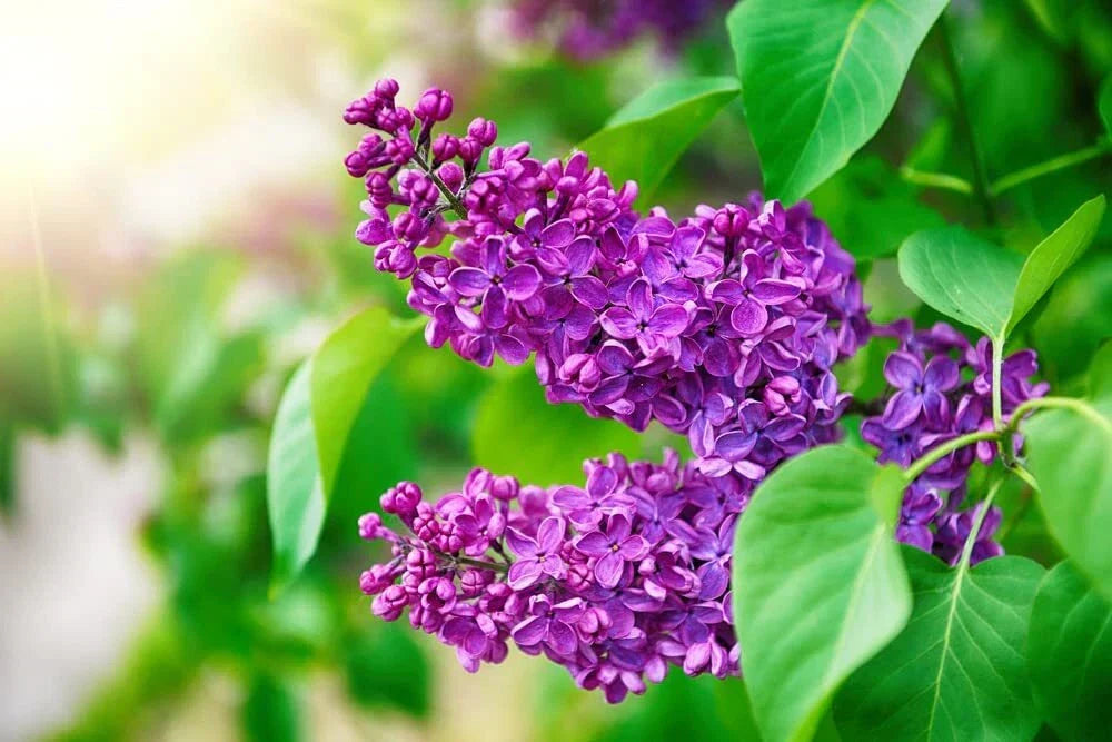 Purple Lilac Seeds - 50 Seeds - Syringa vulgaris - Fragrant Purple Flowers for Planting, Attracts Pollinators, Easy to Grow