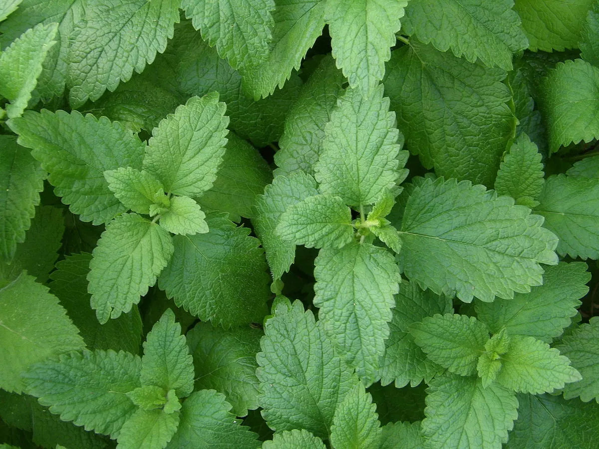 Lemon Balm Seeds - 500 Non-GMO Herbal Garden Seeds for Tea & Culinary Use - Melissa officinalis