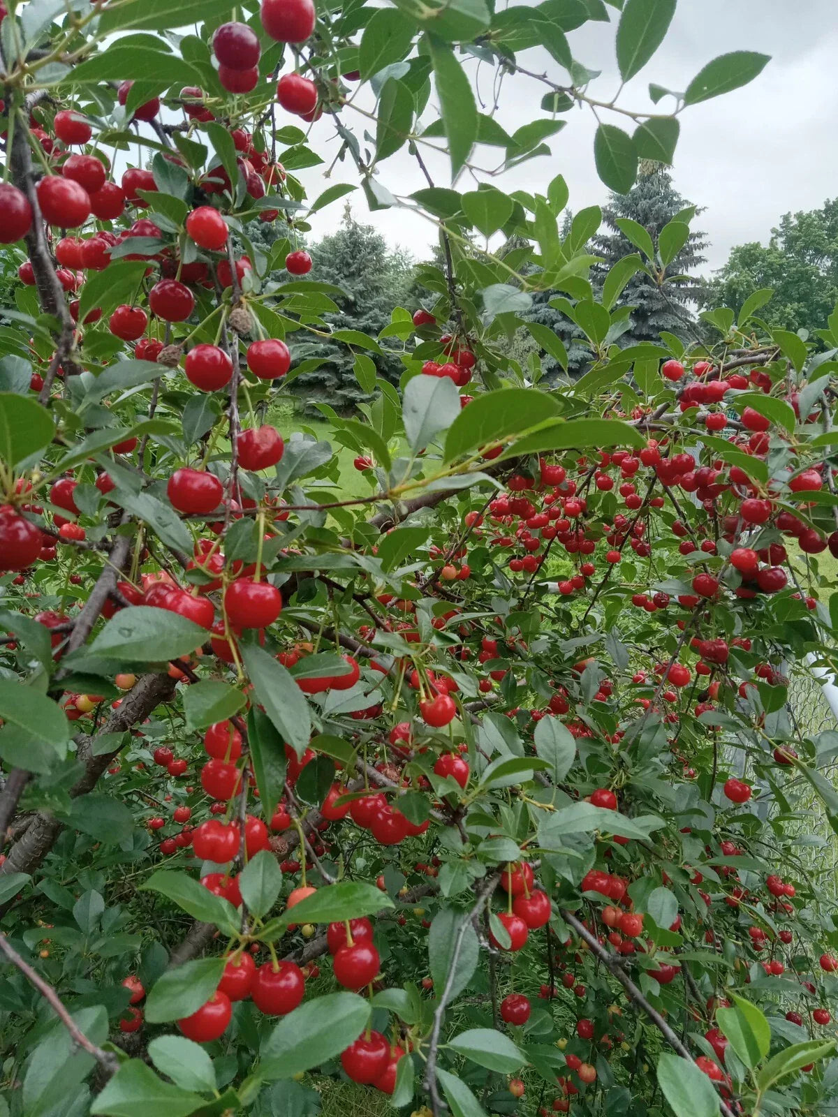 Live Bare-Root Small Vine Cherry Tree, Hardy Edible Fruit, Prunus cerasus, Zones 3-9, Perfect for Home & Garden