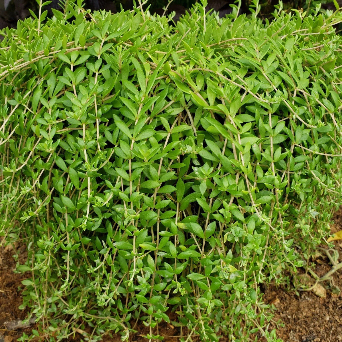 50 Live Sedum Sarmentosum Cuttings | Fast Growing Edible Creeping Perennial | Goldmoss Stonecrop for Garden or Containers