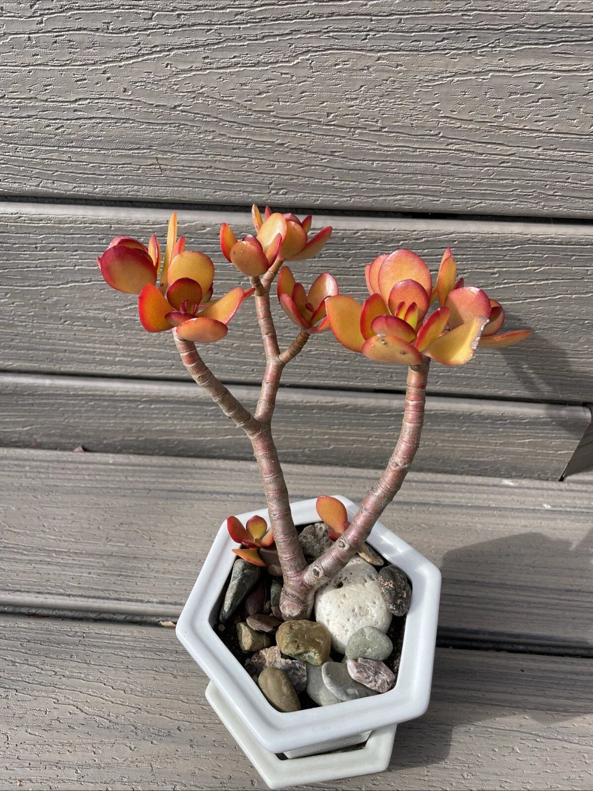 RARE RED AKAI Jade Succulent 7-8” Bare Rooted Bonsai Tree Crassula Ovata - Vibrant Indoor/Outdoor Plant for Easy Care