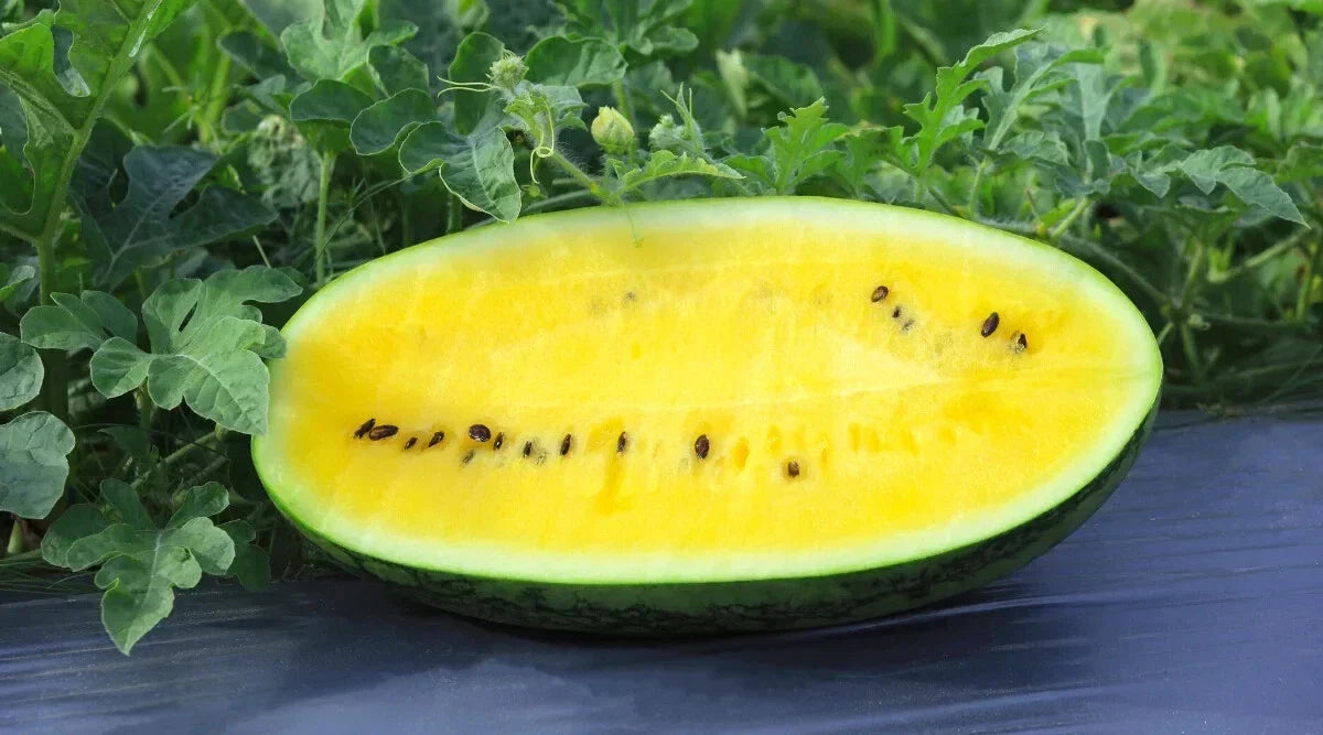 Mountain Sweet Yellow Watermelon Seeds - 50+ Non-GMO Seeds - Citrullus lanatus - Heirloom Variety for Home Gardens