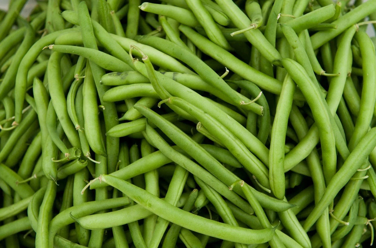 Contender Green Bean Seeds - 50 Count - Phaseolus vulgaris - Non-GMO Fresh Green Beans for Planting
