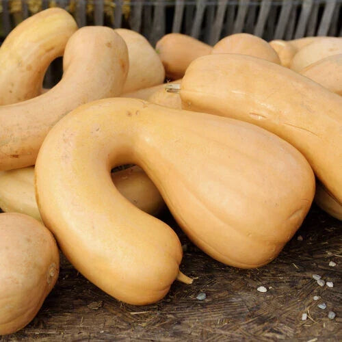 Tahitian Butternut Squash Seeds, 25+ Pack, Heirloom Variety, Cucurbita moschata, USA Grown, Garden Planting Seeds