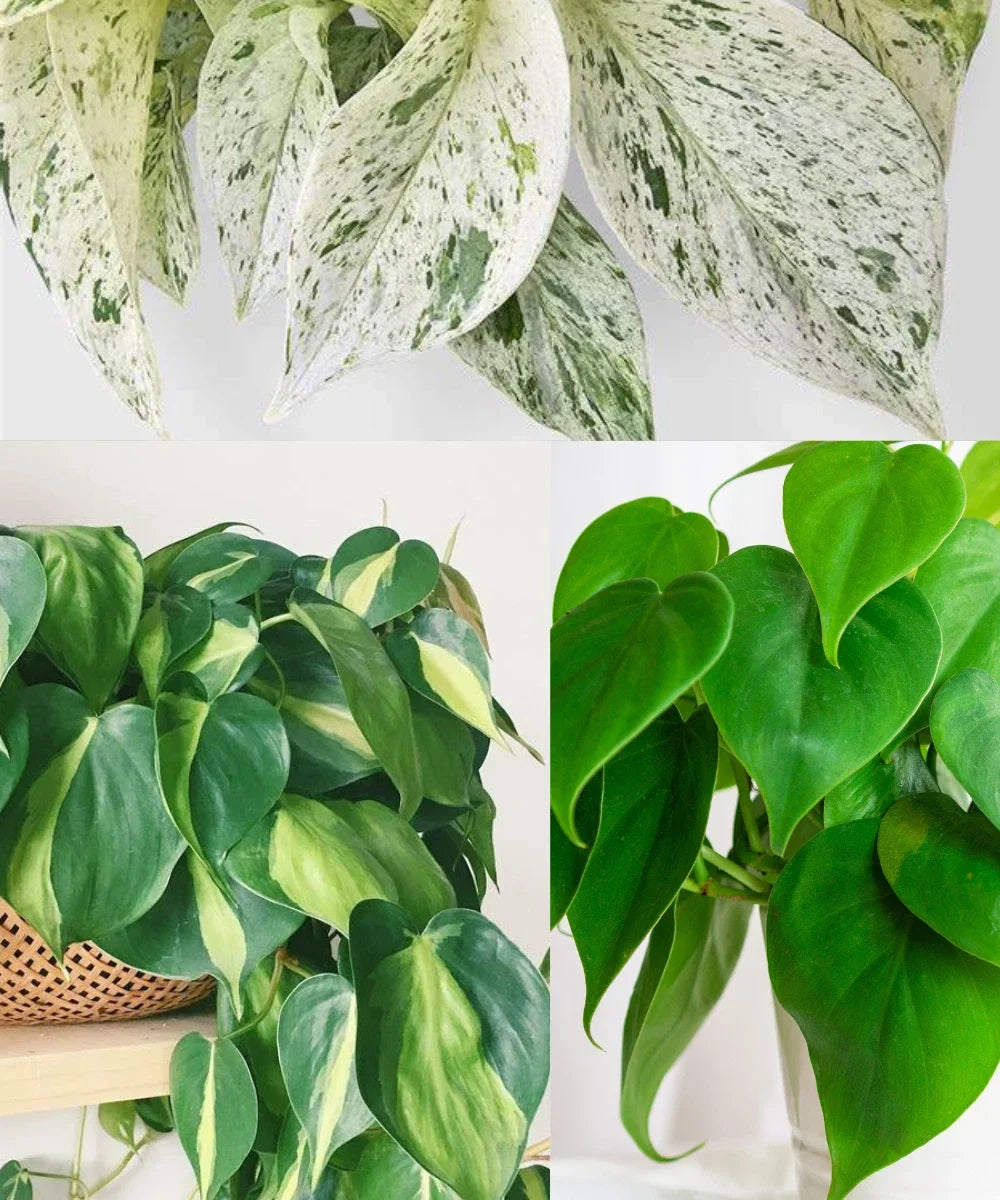 Philodendron Brazil & Heartleaf Philodendron Cuttings | Marble Queen Pothos | Easy Houseplants | Philodendron hederaceum