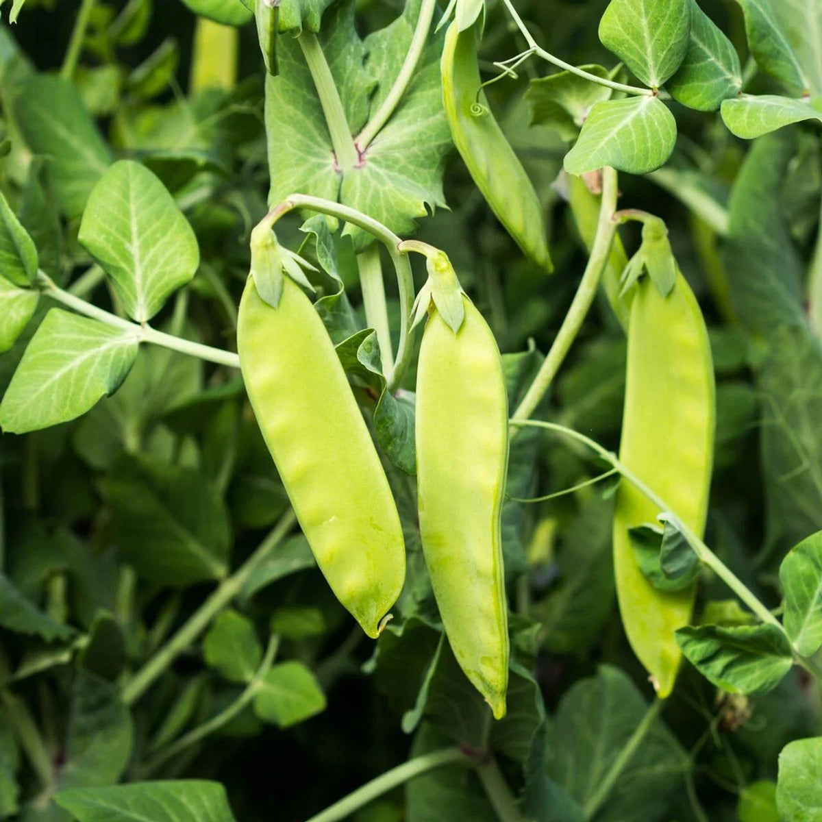 Oregon Sugar Pod II Snow Pea Seeds, Heirloom, NON-GMO, Pisum sativum, Garden Seeds for Home Gardening, Edible Pods