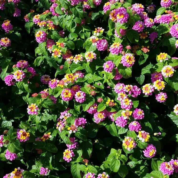 Lantana Seedlings - 2 Pots with 2 Live Pink Caprice Plants - Lantana Camara - Hardy Perennial with Vibrant Flowers