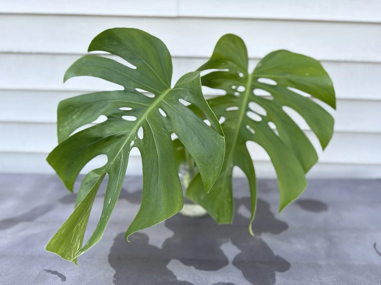 Monstera Albo Borsigiana Cutting - Rare Low Variegation Houseplant - Monstera deliciosa var. albo-variegata - Unique Indoor Plant