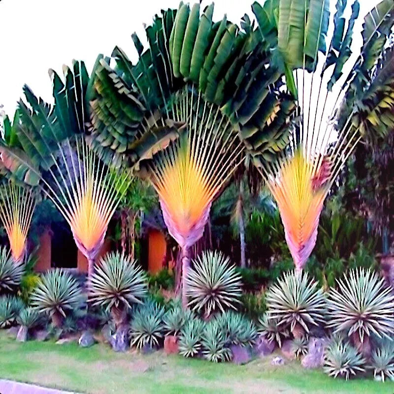 Travelers Palm Tree Seeds - Exotic Ravenala madagascariensis - Tropical Bird of Paradise - 10 Premium Seeds for Gardening