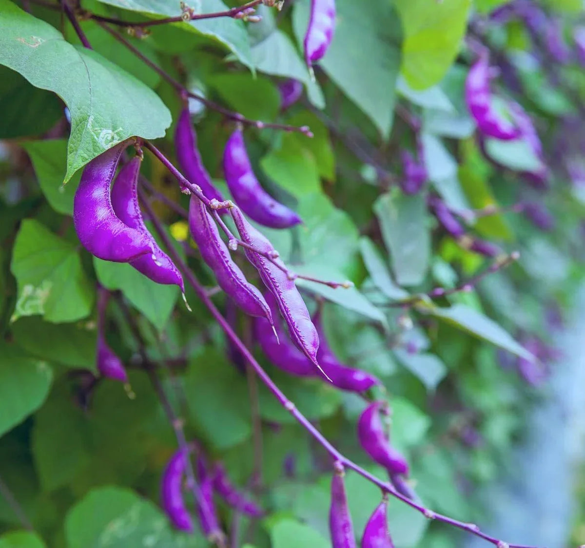 Purple Hyacinth Bean Vine Seeds - 15 Seeds - Purple Pod Beans - Dolichos lablab - Fast-Growing Climbing Vine for Gardens