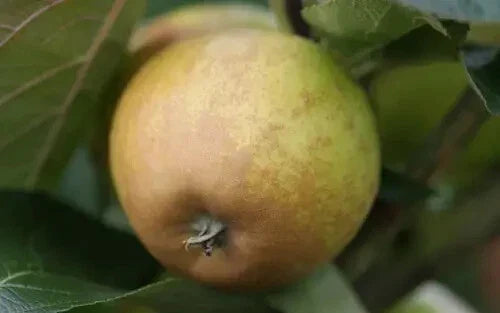 Rosemary Russet Apple Seeds - 25+ Pack for Garden Planting - Malus domestica - USA Grown, High Germination Rate