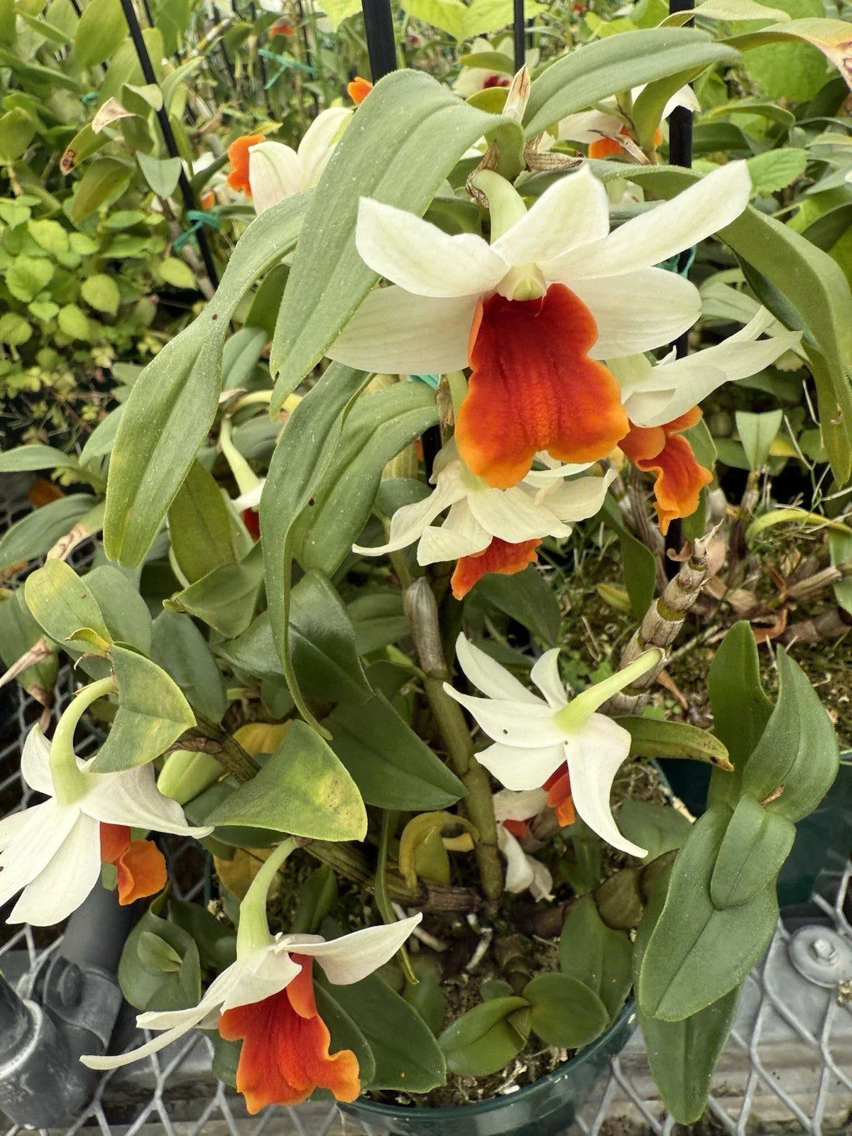 Dendrobium Orchid Plants - 3 Short Stem Divisions - Tropical Flowering Houseplant - Dendrobium spp.