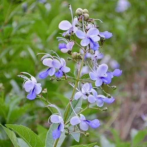 Clerodendrum Blue Butterfly Live Rooted Plant 4" Tropical Vine - Clerodendrum ugandense - Exotic Indoor Outdoor Houseplant