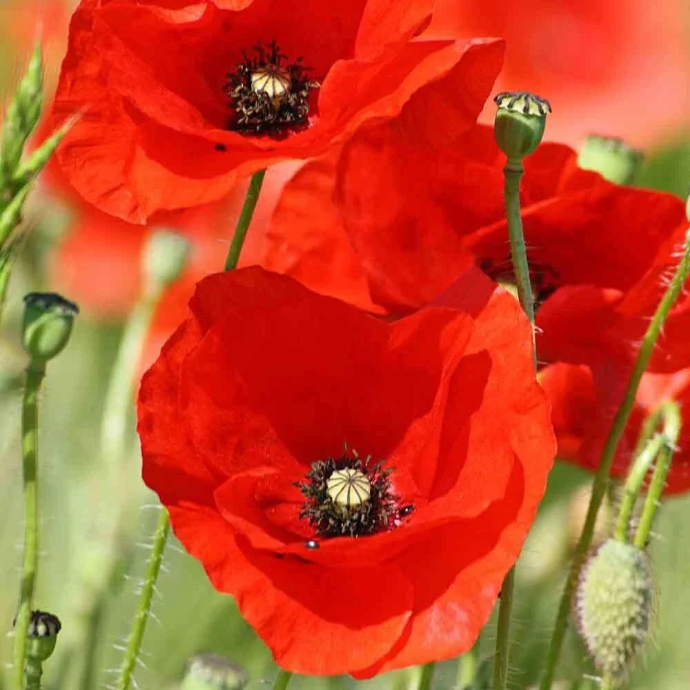 Poppy Seeds 1000 Count American Legion Papaver rhoeas Red Flowers for Memorial Gardens and Pollinator Attracting