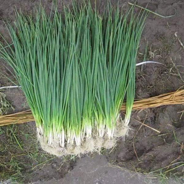 Bunching Onion Seeds - 100+ Heirloom White Lisbon, NON-GMO, Allium fistulosum for Home Gardening