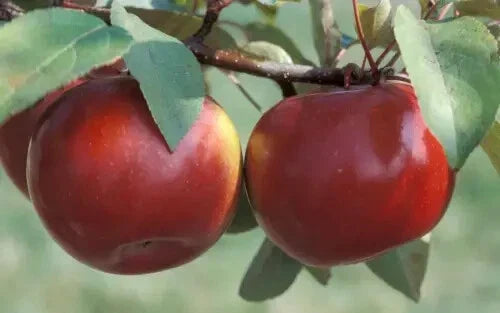 Snow Sweet Apple Seeds - 25+ Count - Heirloom Variety - Malus domestica - Ideal for Home Garden Planting, USA
