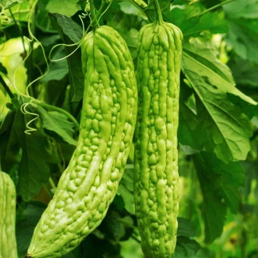 Bitter Melon Seeds - 15+ Count - Green Skin Bitter Gourd - Momordica charantia - Non-GMO for Home Gardening 2025