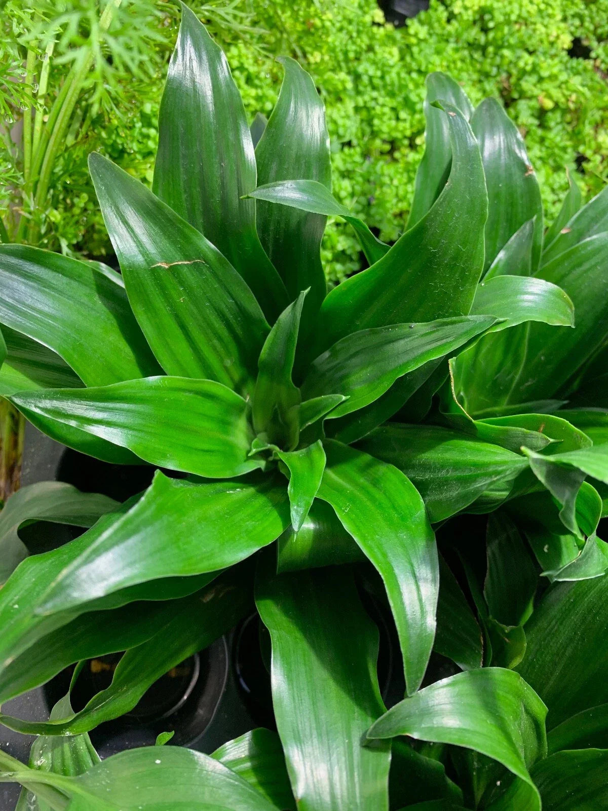 Janet Craig Pineapple Plant - 6-Inch Live Houseplant - Dracaena Compacta - Air-Purifying Indoor Greenery - Pet Safe
