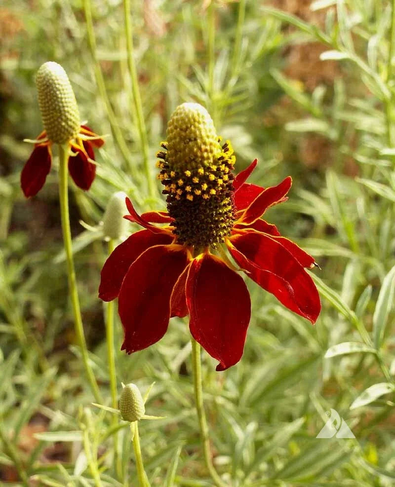 Dwarf Red Coneflower Seeds, Mexican Red Hat, Echinacea purpurea, Columnar Upright Prairie, Vibrant Red Blooms