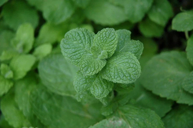 Apple Mint Plant - Fresh Dug Organic Wooly Mint - Mentha suaveolens - Aromatic Herb for Culinary Use and Garden Starter