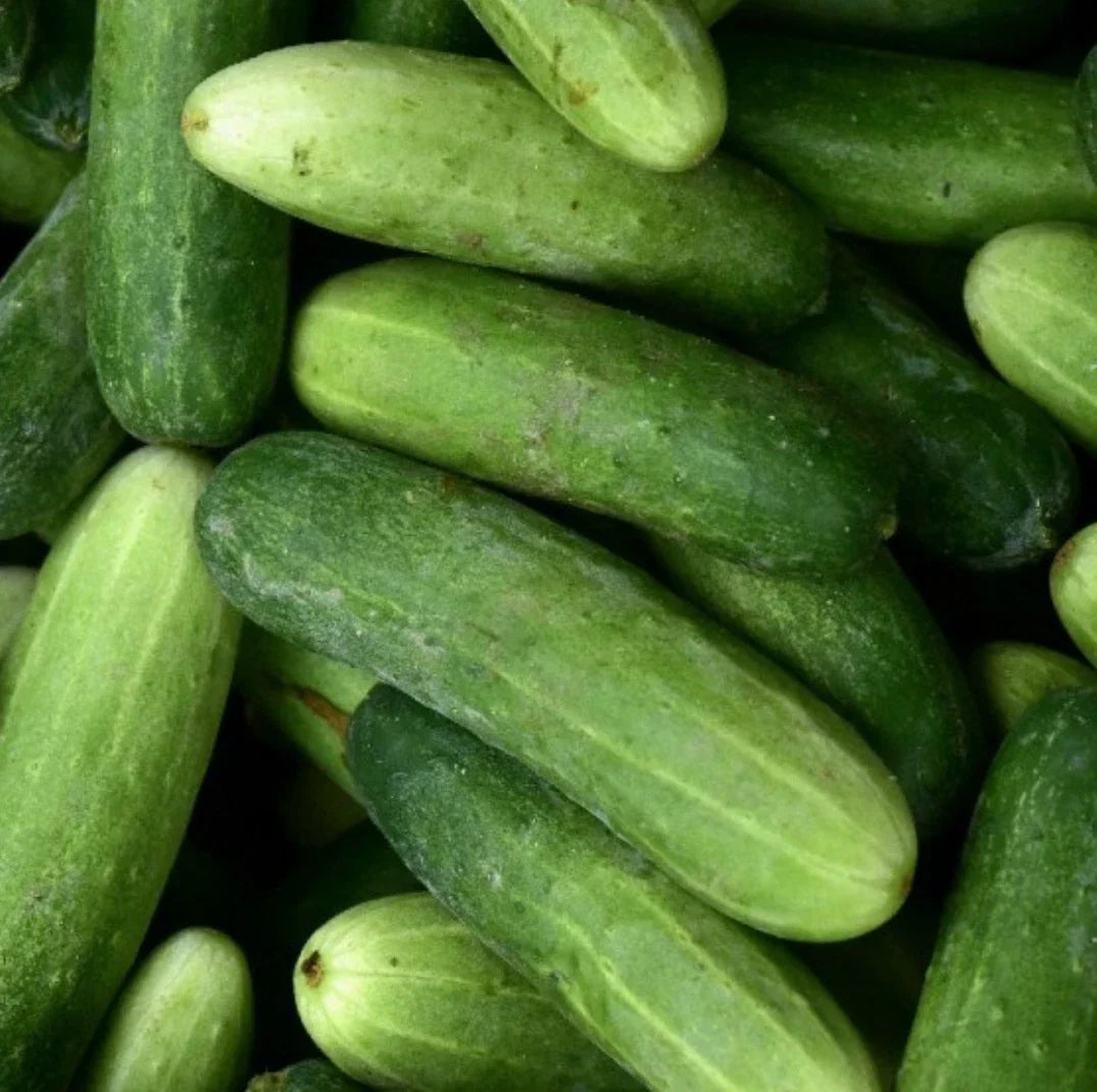 Marketmore 76 Cucumber Seeds 100 Non-GMO for Vegetable Garden - Cucumis sativus - Crisp Flavorful Vining Variety