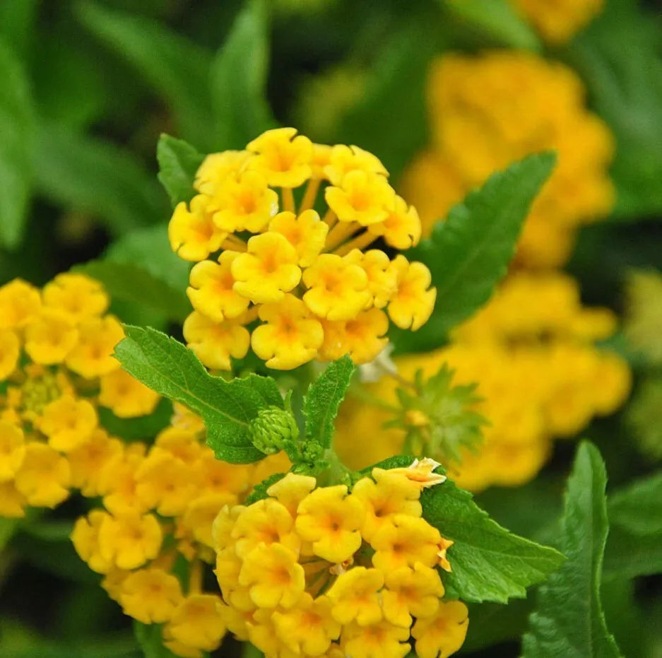 Lantana Live Plant - Trailing Yellow - Lantana montevidensis - Drought Tolerant Ground Cover - No Pot
