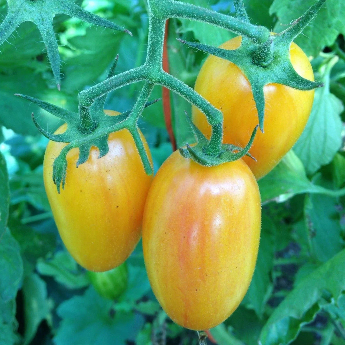 Artisan Blush Tomato Seeds - 50 Pack, Julienne Cherry Long Yellow, Non-GMO Heirloom, Solanum lycopersicum
