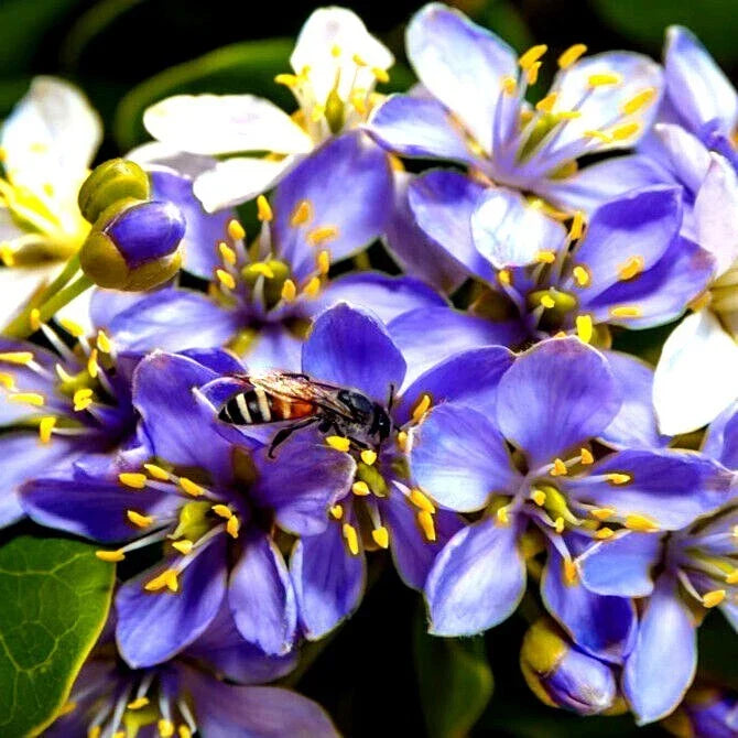 20 Lignum Vitae Tree Seeds | Exotic Hardwood | Guaiacum officinale | Rare Variety for Gardening & Bonsai