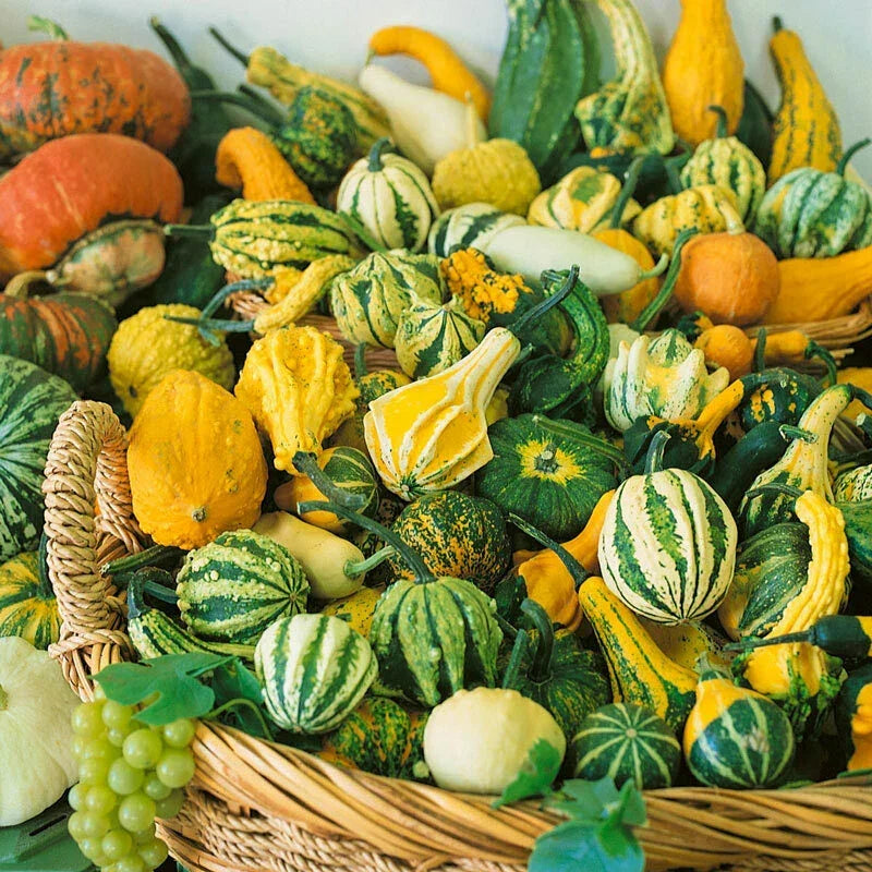 Small Ornamental Gourd Seeds Mix | Decorative Fall Squash | Cucurbita pepo | 25 Non-GMO Seeds for Autumn Decor