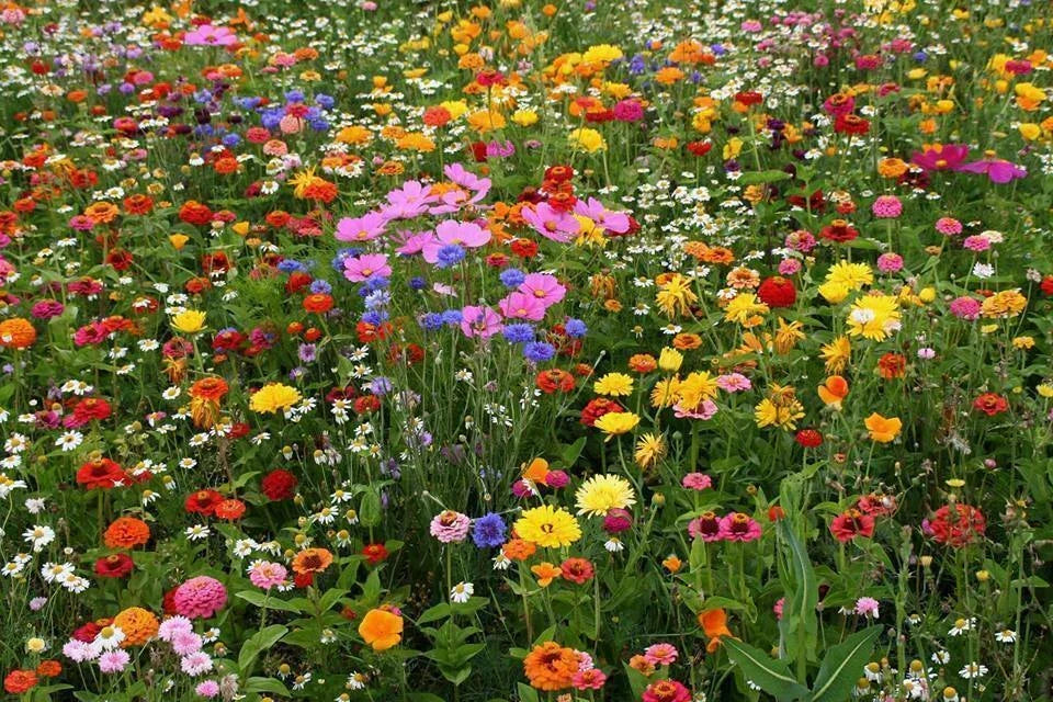 Deer Resistant Wildflower Seed Mix, 1 OZ, 13 Native Species, Eco-Friendly, Pollinator-Friendly, Various Scientific Names