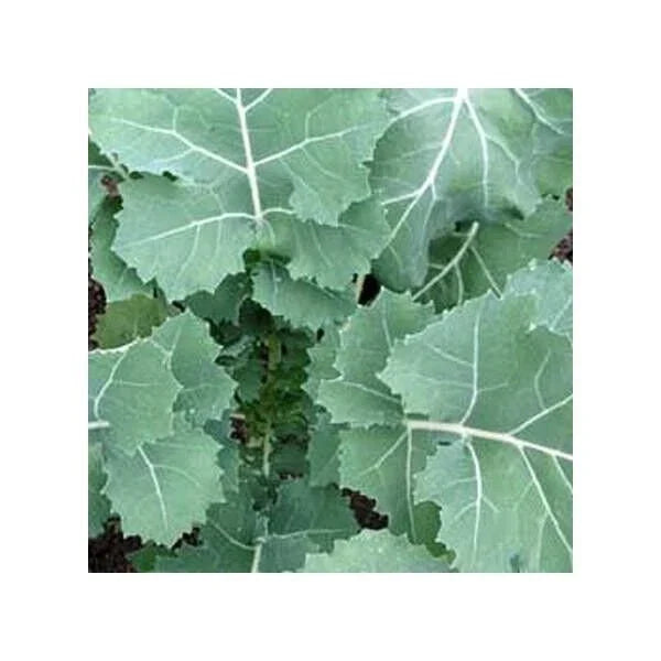 Kale Seeds - 200 Count Non-GMO Heirloom Early Hanover Variety - Brassica oleracea - Fast Shipping for Home Gardens