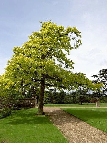 Concordia Oak Tree Live Bare Root 16+ Inches Quercus X Introgressa Hybrid Fast-Growing Zone 4-8 Landscape Plant