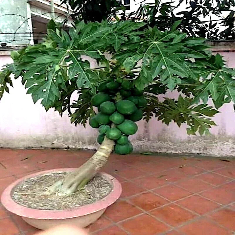 Dwarf Solo Waimanalo Papaya Seeds - 20 Non-GMO Fast Growing Carica Papaya for Indoor/Outdoor Gardening