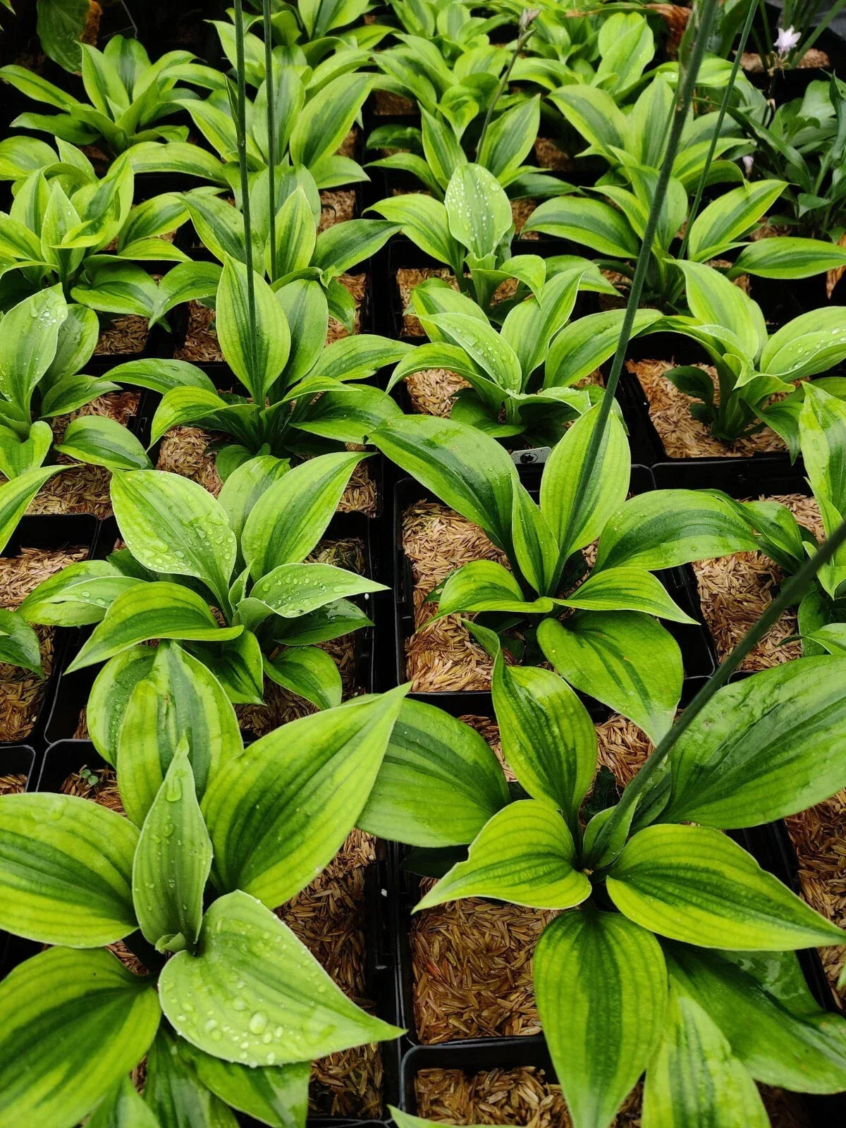 Hosta Luna Moth Perennial Plant in 5.25" Pot - Shade Garden Favorite, Hosta 'Luna Moth' with Silver-Blue Leaves