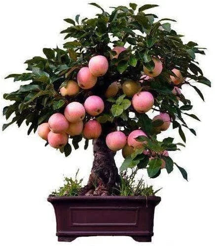 Dwarf Bonsai Apple Tree Seeds - 50 Seeds - Indoor Fruit Bonsai - Malus domestica - Compact Growth for Small Spaces