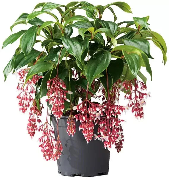 Magic Magnifica Medinilla Starter Plant - Rare Tropical Houseplant - Live Well Rooted - Medinilla magnifica in 6-Inch Pot