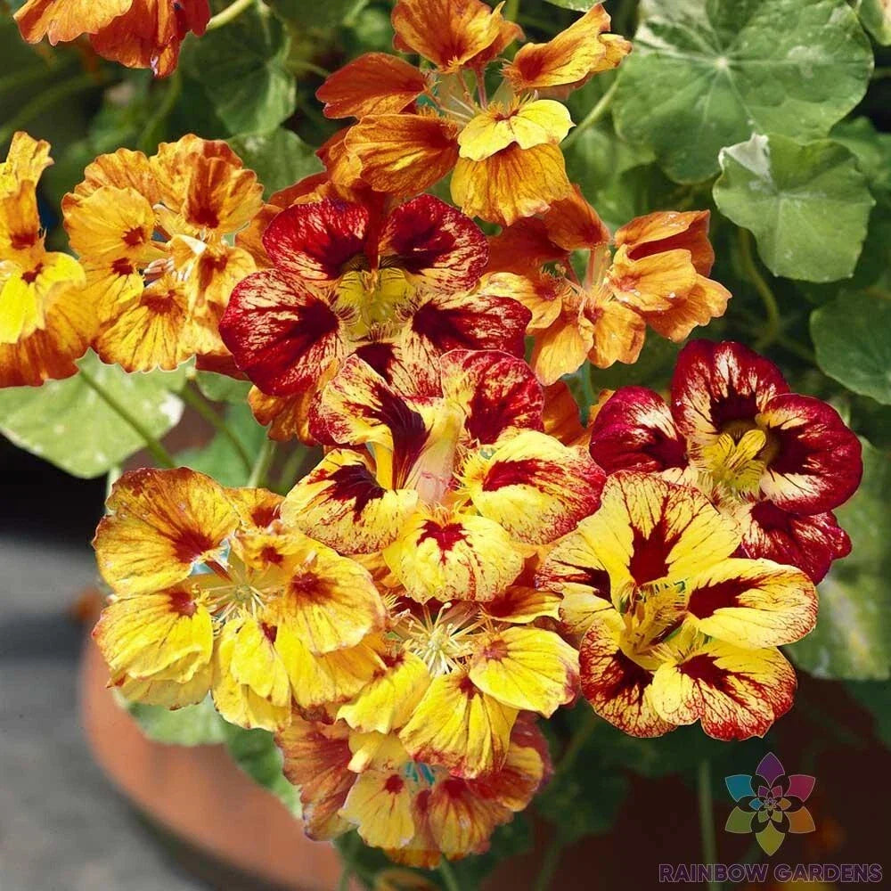 Nasturtium Seeds - 50+ Orchid Flame Variety - Tropaeolum majus - Non-GMO, Ideal for Garden Planting - USA