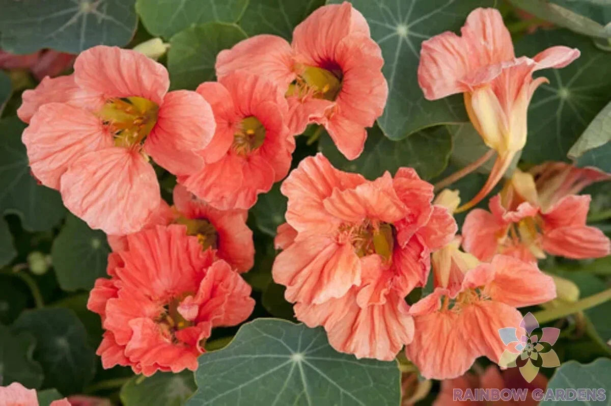Nasturtium Seeds - 50+ Salmon Mousse - Edible Flowers for Garden Planting - Tropaeolum majus