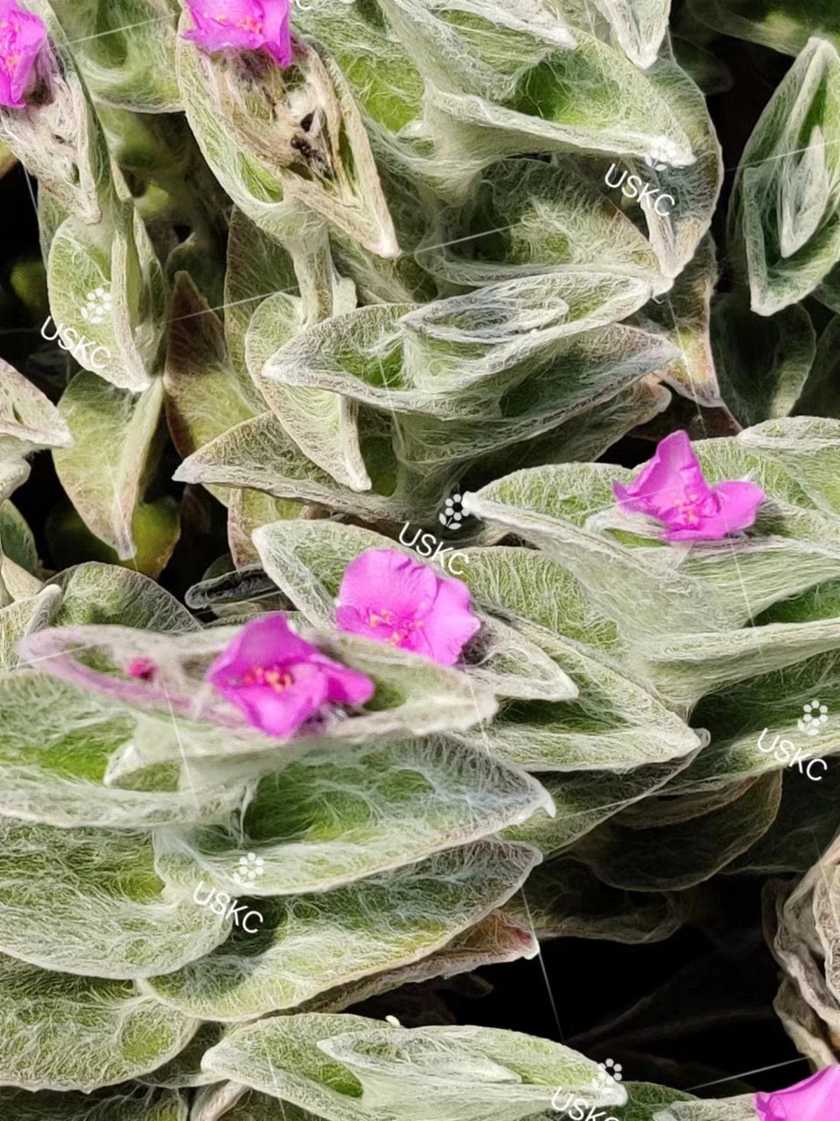 Fluzzy White Velvet Tradescantia Sillamontana Cuttings in 2" Pot - Live Indoor Plant for Gardening and Decor