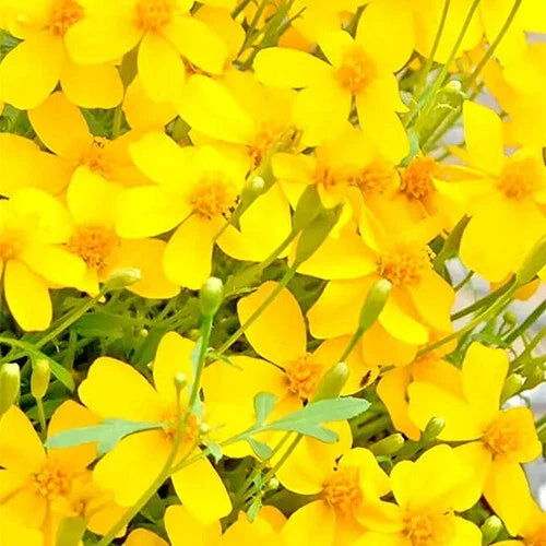 Mexican Tarragon Seeds | 100 Heirloom Non-GMO Seeds | Tagetes lucida | Culinary Herb for Garden and Cooking