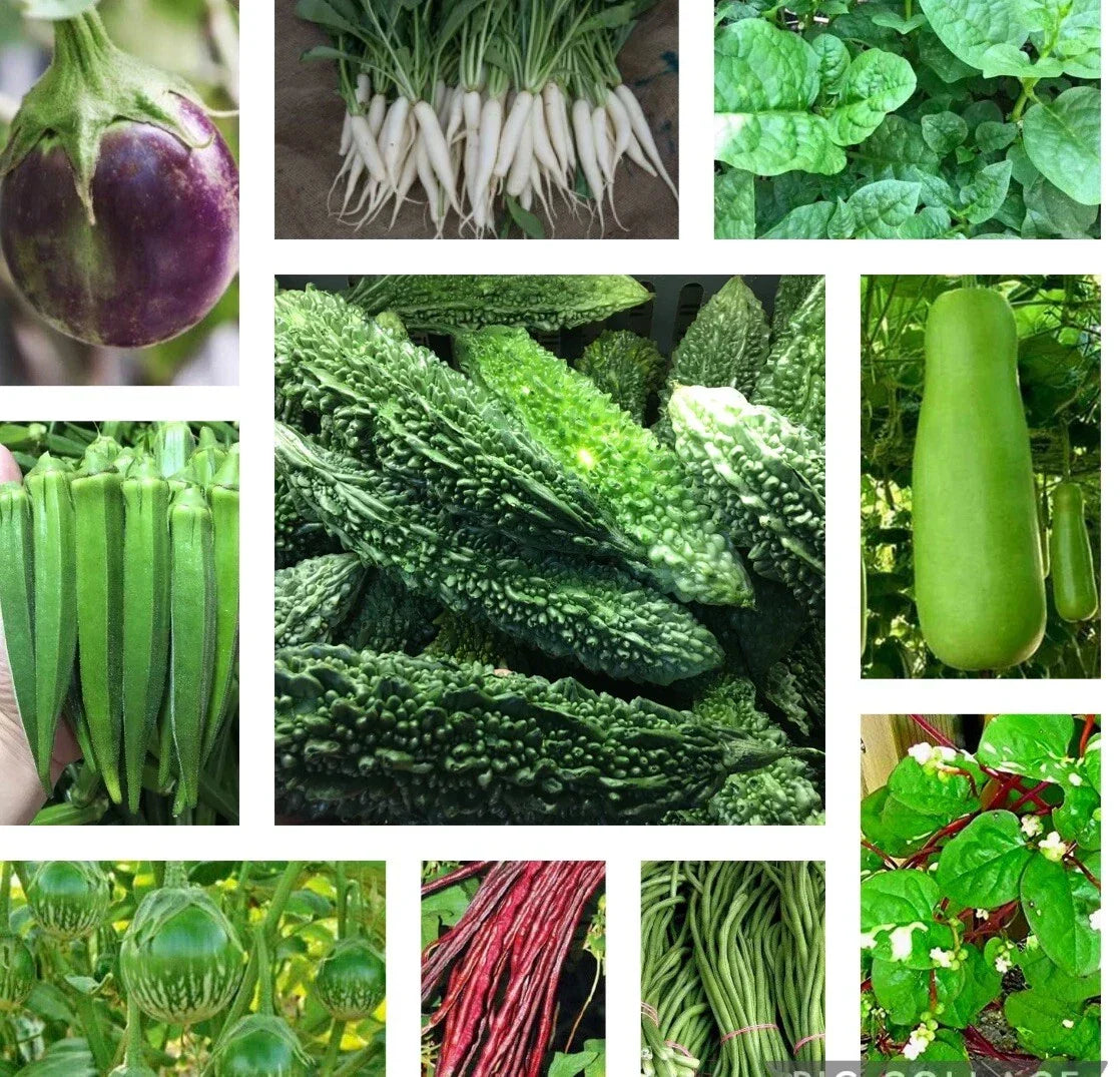 Asian Vegetable Seeds Pack - 10 Pack Heirloom Varieties, Indian Bittermelon, Malabar Spinach, Non-GMO, Momordica charantia, Basella alba