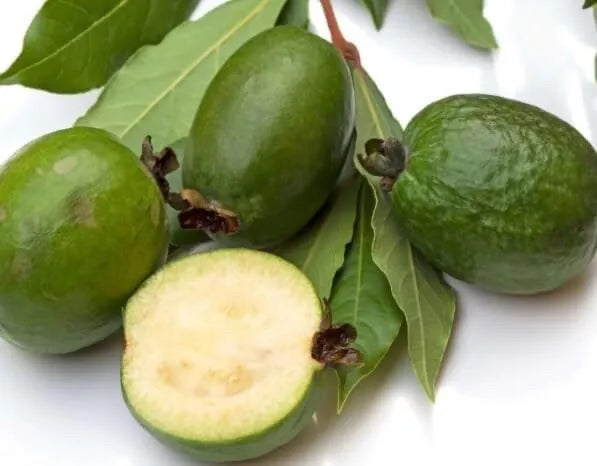 Pineapple Guava Seeds - 30 Count - Tropical Fruit - Acca sellowiana for Planting - Unique Flavor and Beautiful Flowers
