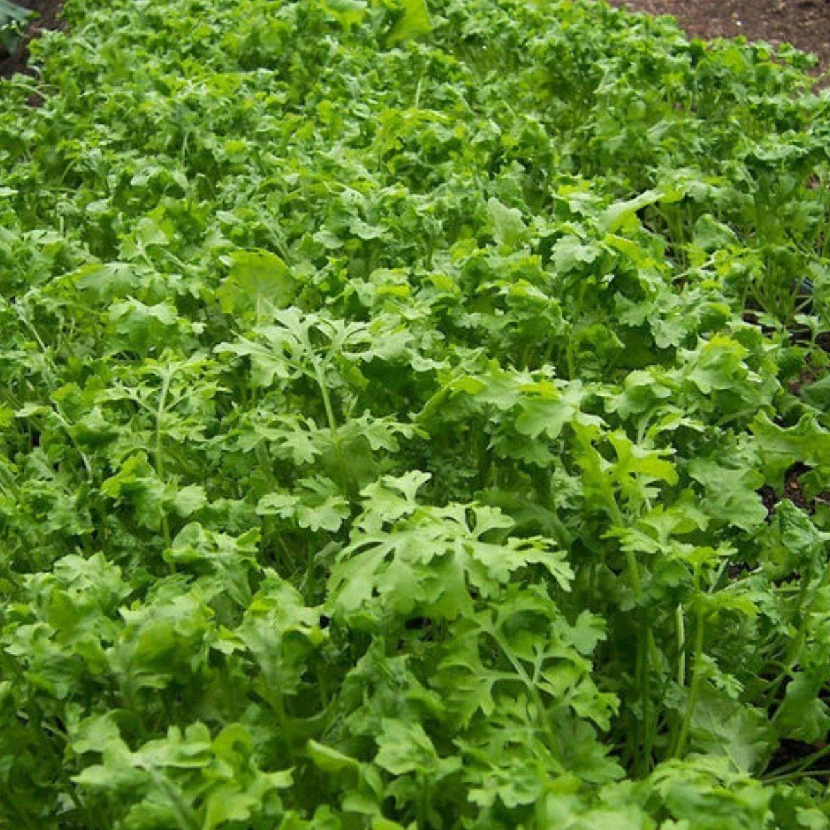 Curled Cress Seeds, NON-GMO Peppergrass, Fast-Growing Herb, Lepidium sativum, Variety Sizes Available