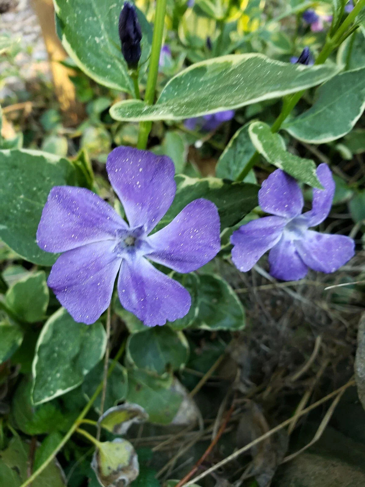 Variegated Vinca Ground Cover Live Plants - 10 Rooted Cuttings 4-6 Inches - Vinca minor 'Variegata' - Winter Hardy
